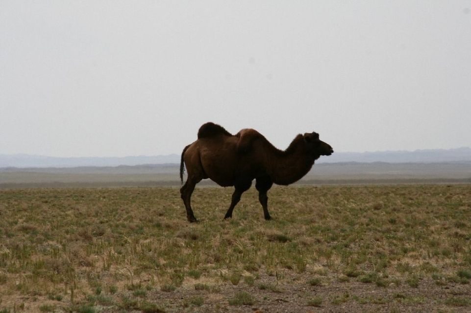 Mongolei,Kamel