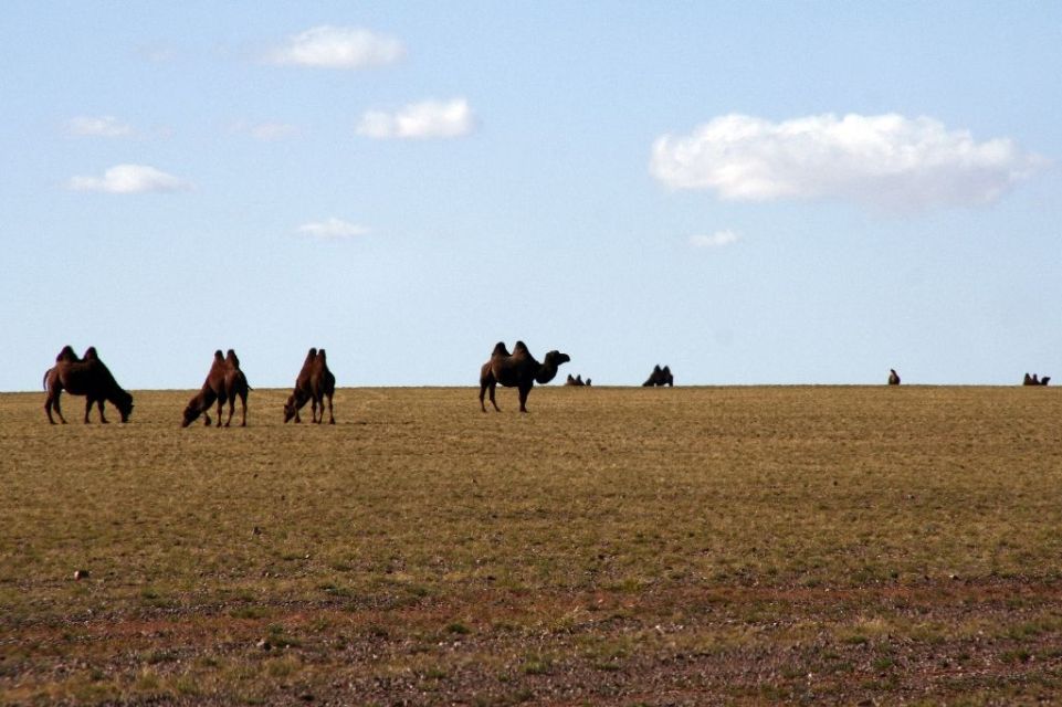 Mongolei,Kamel