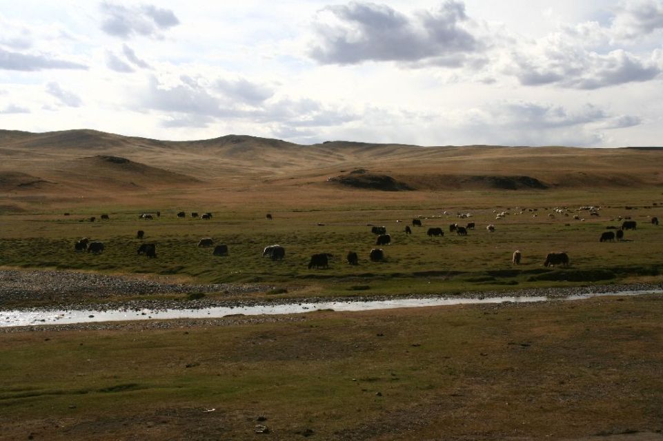 Mongolei,Yak
