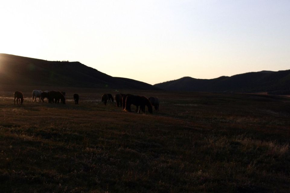 Mongolei,Pferd