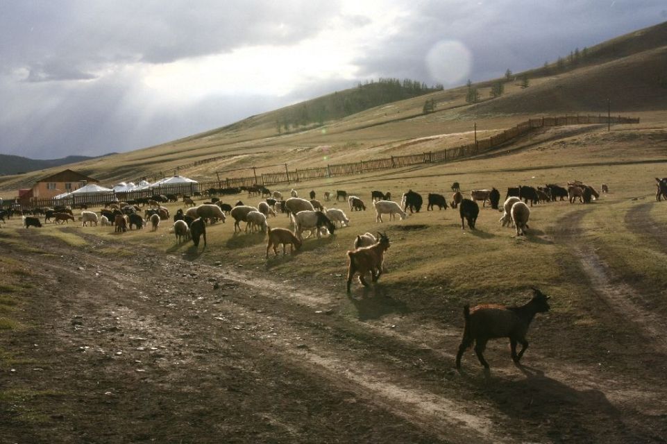 Mongolei,Ziege,Tsenkher Jiguur