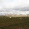 Bild in mongolei