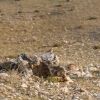Bild in mongolei