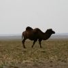 Bild in mongolei