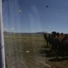 Bild in mongolei