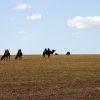 Bild in mongolei