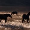 Bild in mongolei