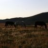 Bild in mongolei