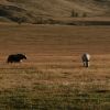 Bild in mongolei