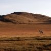 Bild in mongolei