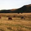 Bild in mongolei