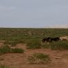 Bild in mongolei