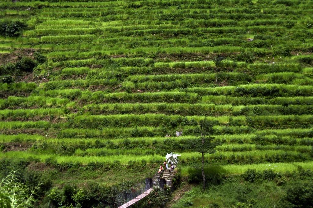 Grün,Nepal