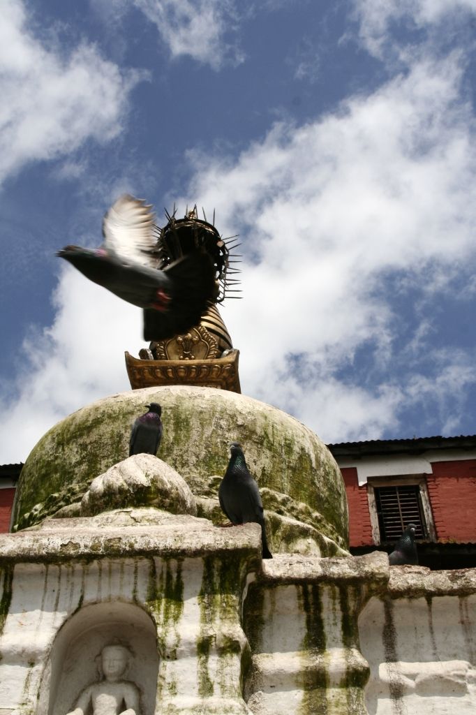 Taube,Nepal,Kathmandu