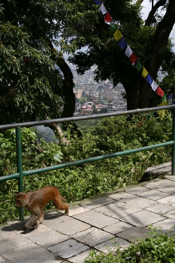 Nepal,Kathmandu,Affen