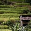 Bild in nepal
