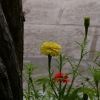 Bild in tibet