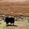 Bild in tibet