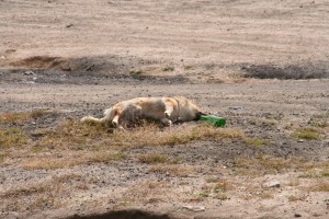 Hier ist wortwoertlich der Hund verreckt